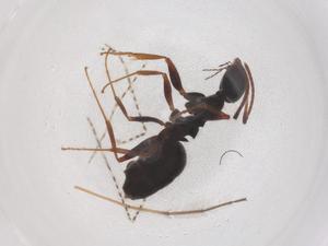  ( - CBG-B22113-A06)  @11 [ ] CreativeCommons - Attribution Share - Alike (2025) Centre for Biodiversity Genomics Centre for Biodiversity Genomics