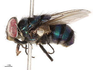  ( - CBG-B01642-E08)  @11 [ ] CreativeCommons - Attribution Share - Alike (2025) CBG Photography Group Centre for Biodiversity Genomics