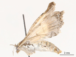  ( - CBG-B03411-G01)  @11 [ ] CreativeCommons - Attribution Share - Alike (2025) CBG Photography Group Centre for Biodiversity Genomics