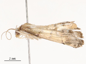  ( - CBG-B03411-G02)  @11 [ ] CreativeCommons - Attribution Share - Alike (2025) CBG Photography Group Centre for Biodiversity Genomics