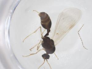  ( - CBG-B04241-C05)  @11 [ ] CreativeCommons - Attribution Share - Alike (2025) Centre for Biodiversity Genomics Centre for Biodiversity Genomics