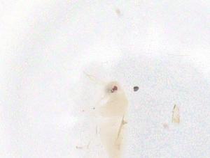  ( - CBG-B04274-G02)  @11 [ ] CreativeCommons - Attribution Share - Alike (2025) Centre for Biodiversity Genomics Centre for Biodiversity Genomics