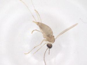  ( - CBG-B04626-F02)  @11 [ ] CreativeCommons - Attribution Share - Alike (2025) Centre for Biodiversity Genomics Centre for Biodiversity Genomics