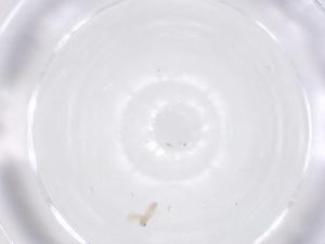  ( - CBG-B04656-D11)  @11 [ ] CreativeCommons - Attribution Share - Alike (2025) Centre for Biodiversity Genomics Centre for Biodiversity Genomics