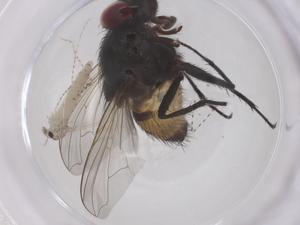  ( - CBG-B07290-A10)  @11 [ ] CreativeCommons - Attribution Share - Alike (2025) Centre for Biodiversity Genomics Centre for Biodiversity Genomics