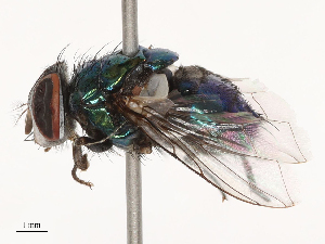  ( - CBG-B07457-E11)  @11 [ ] CreativeCommons - Attribution Share - Alike (2025) CBG Photography Group Centre for Biodiversity Genomics
