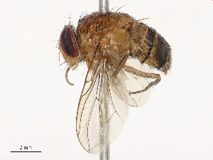  ( - CBG-B07581-G06)  @11 [ ] CreativeCommons - Attribution Share - Alike (2025) CBG Photography Group Centre for Biodiversity Genomics