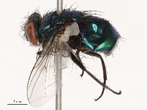  ( - CBG-B07581-H05)  @11 [ ] CreativeCommons - Attribution Share - Alike (2025) CBG Photography Group Centre for Biodiversity Genomics