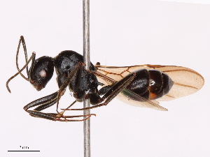  ( - CBG-B10709-A03)  @11 [ ] CreativeCommons - Attribution Share - Alike (2026) CBG Photography Group Centre for Biodiversity Genomics