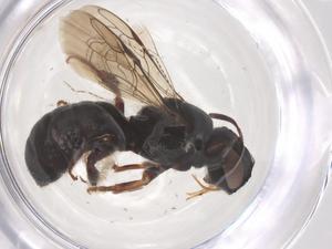  ( - CBG-B12117-H11)  @11 [ ] CreativeCommons - Attribution Share - Alike (2025) Centre for Biodiversity Genomics Centre for Biodiversity Genomics