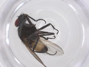  ( - CBG-B14869-G02)  @11 [ ] CreativeCommons - Attribution Share - Alike (2025) Centre for Biodiversity Genomics Centre for Biodiversity Genomics