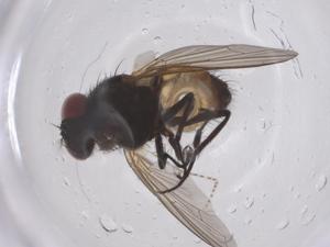  ( - CBG-B14871-C07)  @11 [ ] CreativeCommons - Attribution Share - Alike (2025) Centre for Biodiversity Genomics Centre for Biodiversity Genomics