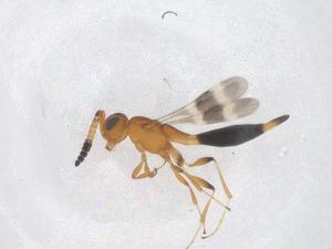  ( - CBG-B14874-C09)  @11 [ ] CreativeCommons - Attribution Share - Alike (2025) Centre for Biodiversity Genomics Centre for Biodiversity Genomics