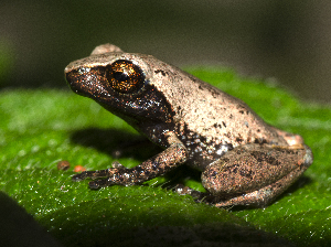  (Raorchestes chlorosomma - RGCB45)  @11 [ ] CreativeCommons - Attribution Non-Commercial Share-Alike (2015) Unspecified RGCB