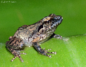  (Pseudophilautus wynaadensis - RGCB9)  @11 [ ] CreativeCommons - Attribution Non-Commercial Share-Alike (2015) Unspecified RGCB
