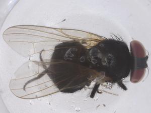  ( - CBG-B00682-G10)  @11 [ ] CreativeCommons - Attribution Share - Alike (2025) Centre for Biodiversity Genomics Centre for Biodiversity Genomics