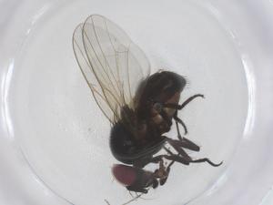  ( - CBG-B00683-D11)  @11 [ ] CreativeCommons - Attribution Share - Alike (2025) Centre for Biodiversity Genomics Centre for Biodiversity Genomics