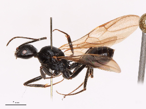  ( - CBG-B10359-B07)  @11 [ ] CreativeCommons - Attribution Share - Alike (2026) CBG Photography Group Centre for Biodiversity Genomics