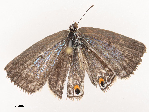  ( - CBG-B19168-F02)  @11 [ ] CreativeCommons - Attribution Share - Alike (2025) CBG Photography Group Centre for Biodiversity Genomics