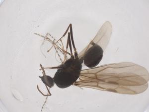  ( - CBG-B23380-F03)  @11 [ ] CreativeCommons - Attribution Share - Alike (2025) Centre for Biodiversity Genomics Centre for Biodiversity Genomics