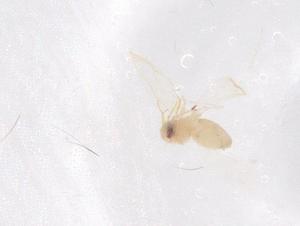  ( - CBG-B23417-F09)  @11 [ ] CreativeCommons - Attribution Share - Alike (2025) Centre for Biodiversity Genomics Centre for Biodiversity Genomics