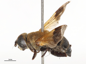  ( - CBG-B00049-D03)  @11 [ ] CreativeCommons - Attribution Share - Alike (2025) CBG Photography Group Centre for Biodiversity Genomics