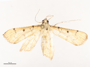  ( - CBG-B00086-A11)  @11 [ ] CreativeCommons - Attribution Share - Alike (2025) CBG Photography Group Centre for Biodiversity Genomics