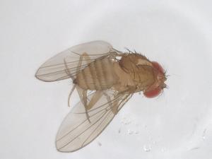  ( - CBG-B00716-E04)  @11 [ ] CreativeCommons - Attribution Share - Alike (2025) Centre for Biodiversity Genomics Centre for Biodiversity Genomics