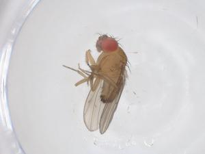  ( - CBG-B00716-F09)  @11 [ ] CreativeCommons - Attribution Share - Alike (2025) Centre for Biodiversity Genomics Centre for Biodiversity Genomics