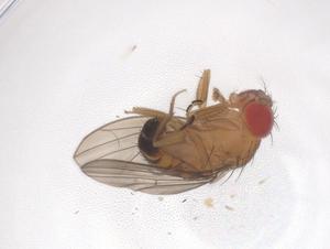  ( - CBG-B00717-H10)  @11 [ ] CreativeCommons - Attribution Share - Alike (2025) Centre for Biodiversity Genomics Centre for Biodiversity Genomics