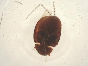  ( - CBG-B01287-F01)  @11 [ ] CreativeCommons - Attribution Share - Alike (2025) Centre for Biodiversity Genomics Centre for Biodiversity Genomics