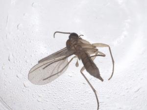  ( - CBG-B07077-E12)  @11 [ ] CreativeCommons - Attribution Share - Alike (2025) Centre for Biodiversity Genomics Centre for Biodiversity Genomics