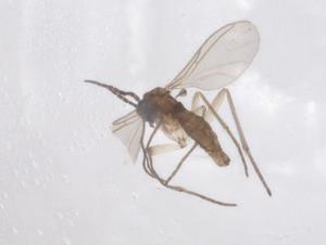  ( - CBG-B07077-G07)  @11 [ ] CreativeCommons - Attribution Share - Alike (2025) Centre for Biodiversity Genomics Centre for Biodiversity Genomics