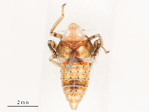  (Lupola - CBG-B19166-B03)  @11 [ ] CreativeCommons - Attribution Share - Alike (2025) CBG Photography Group Centre for Biodiversity Genomics