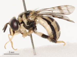  ( - CBG-B19166-B08)  @11 [ ] CreativeCommons - Attribution Share - Alike (2025) CBG Photography Group Centre for Biodiversity Genomics
