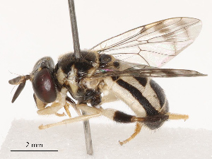  ( - CBG-B19166-C05)  @11 [ ] CreativeCommons - Attribution Share - Alike (2025) CBG Photography Group Centre for Biodiversity Genomics