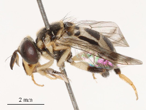  ( - CBG-B19166-C12)  @11 [ ] CreativeCommons - Attribution Share - Alike (2025) CBG Photography Group Centre for Biodiversity Genomics