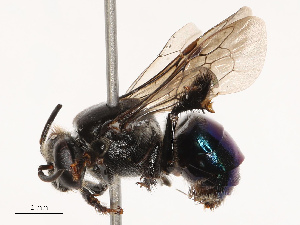  (Ctenoplectra bequaerti - CBG-B19168-G11)  @11 [ ] CreativeCommons - Attribution Share - Alike (2025) CBG Photography Group Centre for Biodiversity Genomics