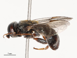  ( - CBG-B19175-C01)  @11 [ ] CreativeCommons - Attribution Share - Alike (2025) CBG Photography Group Centre for Biodiversity Genomics
