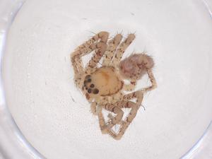  ( - CBG-B21466-E11)  @11 [ ] CreativeCommons - Attribution Share - Alike (2025) Centre for Biodiversity Genomics Centre for Biodiversity Genomics