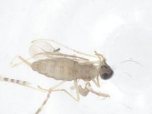  ( - CBG-B23423-H09)  @11 [ ] CreativeCommons - Attribution Share - Alike (2025) Centre for Biodiversity Genomics Centre for Biodiversity Genomics