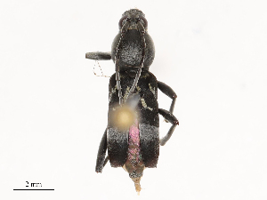  ( - CBG-B00055-B01)  @11 [ ] CreativeCommons - Attribution Share - Alike (2025) CBG Photography Group Centre for Biodiversity Genomics