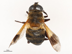  ( - CBG-B00055-B10)  @11 [ ] CreativeCommons - Attribution Share - Alike (2025) CBG Photography Group Centre for Biodiversity Genomics