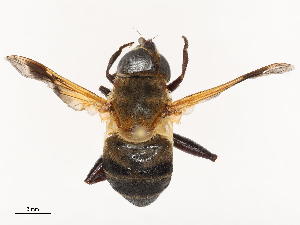  ( - CBG-B00055-B11)  @11 [ ] CreativeCommons - Attribution Share - Alike (2025) CBG Photography Group Centre for Biodiversity Genomics