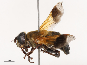  ( - CBG-B00055-C02)  @11 [ ] CreativeCommons - Attribution Share - Alike (2025) CBG Photography Group Centre for Biodiversity Genomics