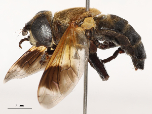  ( - CBG-B00055-C03)  @11 [ ] CreativeCommons - Attribution Share - Alike (2025) CBG Photography Group Centre for Biodiversity Genomics