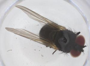  ( - CBG-B00097-F02)  @11 [ ] CreativeCommons - Attribution Share - Alike (2025) Centre for Biodiversity Genomics Centre for Biodiversity Genomics