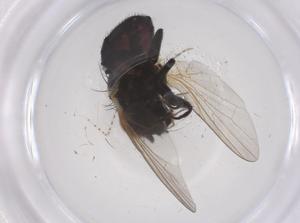  (Silba adipata - CBG-B00098-C09)  @11 [ ] CreativeCommons - Attribution Share - Alike (2025) Centre for Biodiversity Genomics Centre for Biodiversity Genomics