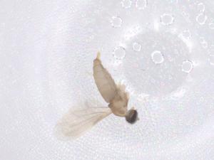  ( - CBG-B00099-G07)  @11 [ ] CreativeCommons - Attribution Share - Alike (2025) Centre for Biodiversity Genomics Centre for Biodiversity Genomics