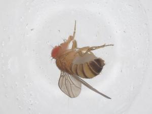  ( - CBG-B01280-D04)  @11 [ ] CreativeCommons - Attribution Share - Alike (2025) Centre for Biodiversity Genomics Centre for Biodiversity Genomics